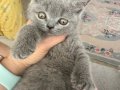 2 aylık dişi ve erkek yavru kedi 