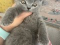 2 aylık dişi ve erkek yavru kedi 