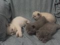 2 aylık dişi ve erkek yavru kedi 