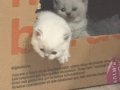 2 aylık dişi ve erkek yavru kedi 