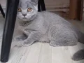 Dişi tuvalet eğitimi tam kuru mama tüketiyor