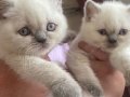 Minik sevimli 2 aylık beyaz yavru kediler