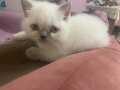 Minik beyaz yavru kedi