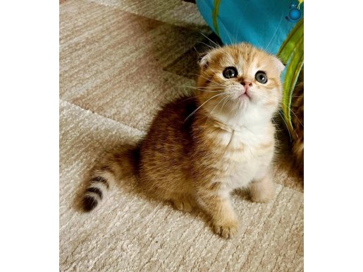 Muhteşem golden gen.. muhteşem güzellik