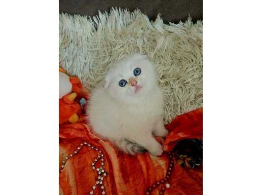 Maltepe’de Saf Sevgi Pıtırcığı Golden Red Point Scottish Fold