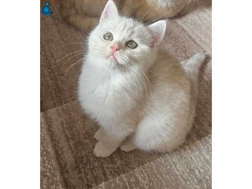 Sağlıklı sevgi dolu uysal erkek bebeğimiz