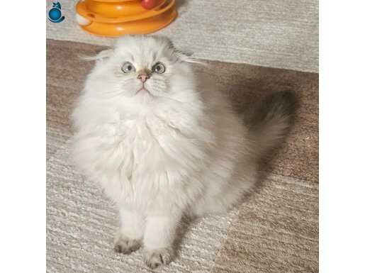 Scottish fold longhair erkek yavrumuz