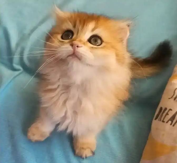 Muhteşehem güzellikteki golden bebekler