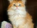 Golden british longhair bebeğimiz
