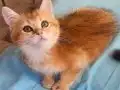 Golden british shorthair bebeğimiz