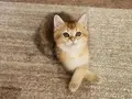 Golden british shorthair bebeğimiz
