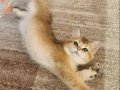 Golden british shorthair bebeğimiz