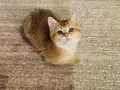 Golden british shorthair bebeğimiz