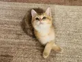 Golden british shorthair bebeğimiz