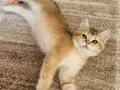 Golden british shorthair bebeğimiz