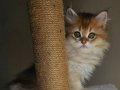 Golden british longhair bebeğimiz