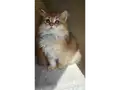 Golden british longhair bebeğimiz