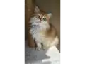 Golden british longhair bebeğimiz