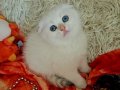 Maltepe’de Saf Sevgi Pıtırcığı Golden Red Point Scottish Fold