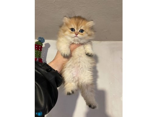 Anne Baba Şecereli Safkan Golden British Longhair Dişi