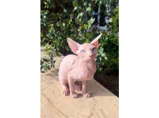 Kanada Sfenks Yavruları 