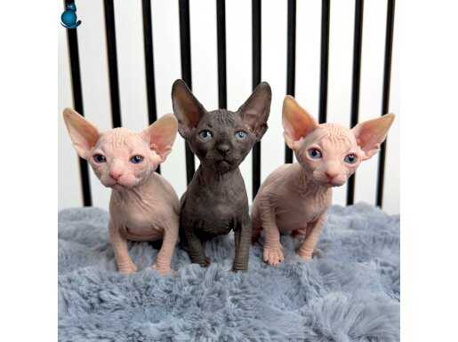 Safkan Kadife Derili Kanada Sphynx Yavruları 