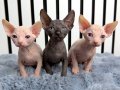 Safkan Kadife Derili Kanada Sphynx Yavruları 