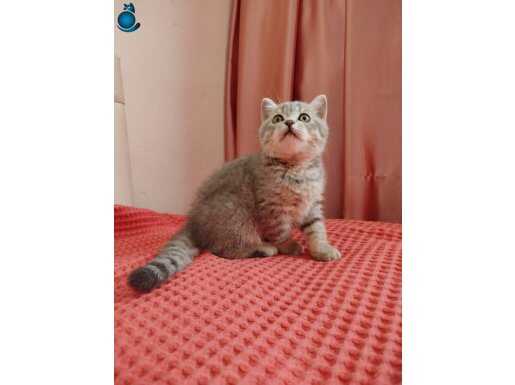 British shouthair dişi ACİLL