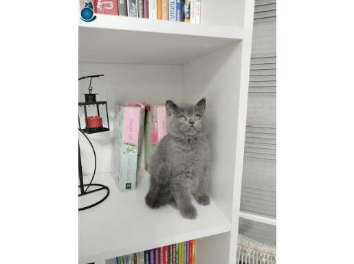 SON BİR DİŞİ TOP KAFA BRİTISH İLK GELEN ALIR