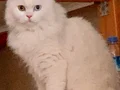 Evde yetişmiş cins kediler… ücretsiz sahiplendirilecek. 