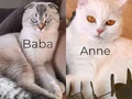 Evde yetişmiş cins kediler… ücretsiz sahiplendirilecek. 