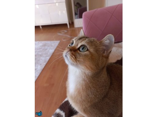 British shorthair black golden 