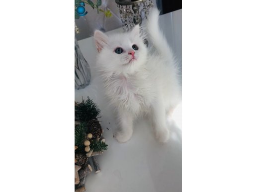 Longhair harika bebeklerim 