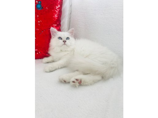 Longhair güzel yavrular 
