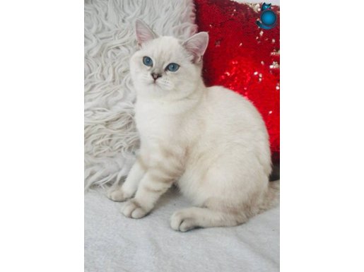 Lynx point Shorthair 