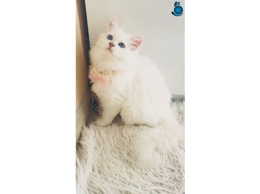 Longhair güzel yavrular 