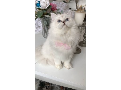 Longhair güzel bebeklerim 