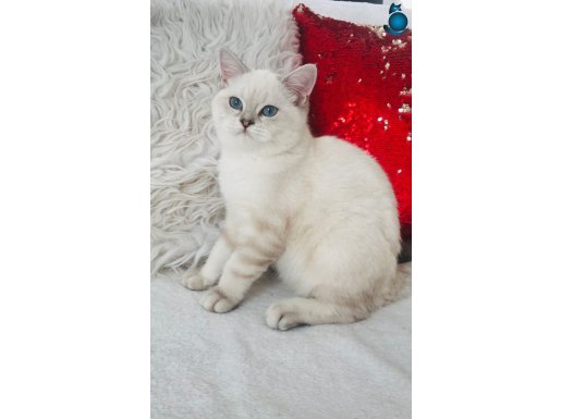 Shorthair güzel kızlarım 