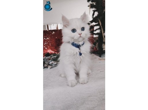 Kar beyaz longhair mavi gözlü erkek 