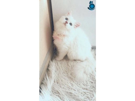 Longhair güzellerim