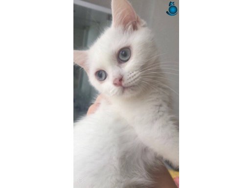 Kar beyaz Shorthair mavi gözlü kızım