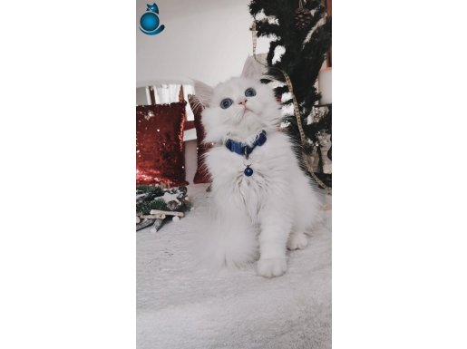 Kar beyaz longhair mavi gözlü yakışıklı