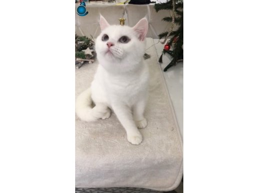 Kar beyaz Shorthair mavi gözlü dişi 