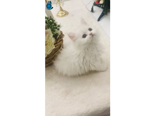 Kar beyaz ve golden point longhair minikler 