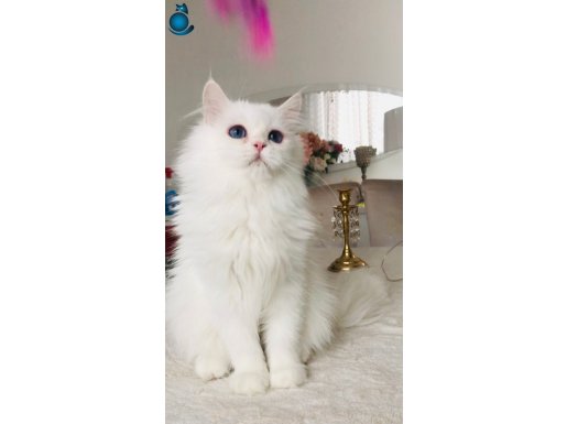 Kar beyaz longhair mavi gözlü oğlum