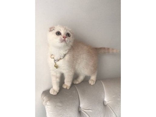 Scottish Fold krem gold oğlum