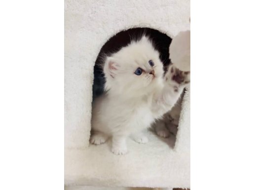 Silver Point Longhair Muhteşem Kızım 