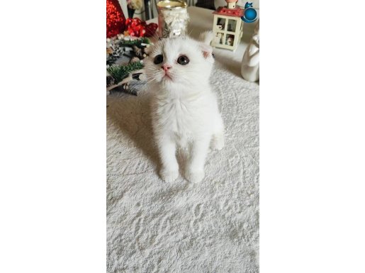 Scottish fold güzel kızım