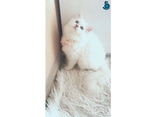 Longhair muhteşem yavrulyavrular