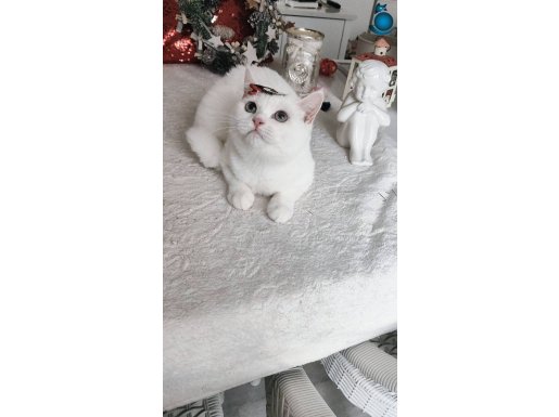 Kar beyaz Shorthair mavi gözlü dişi 